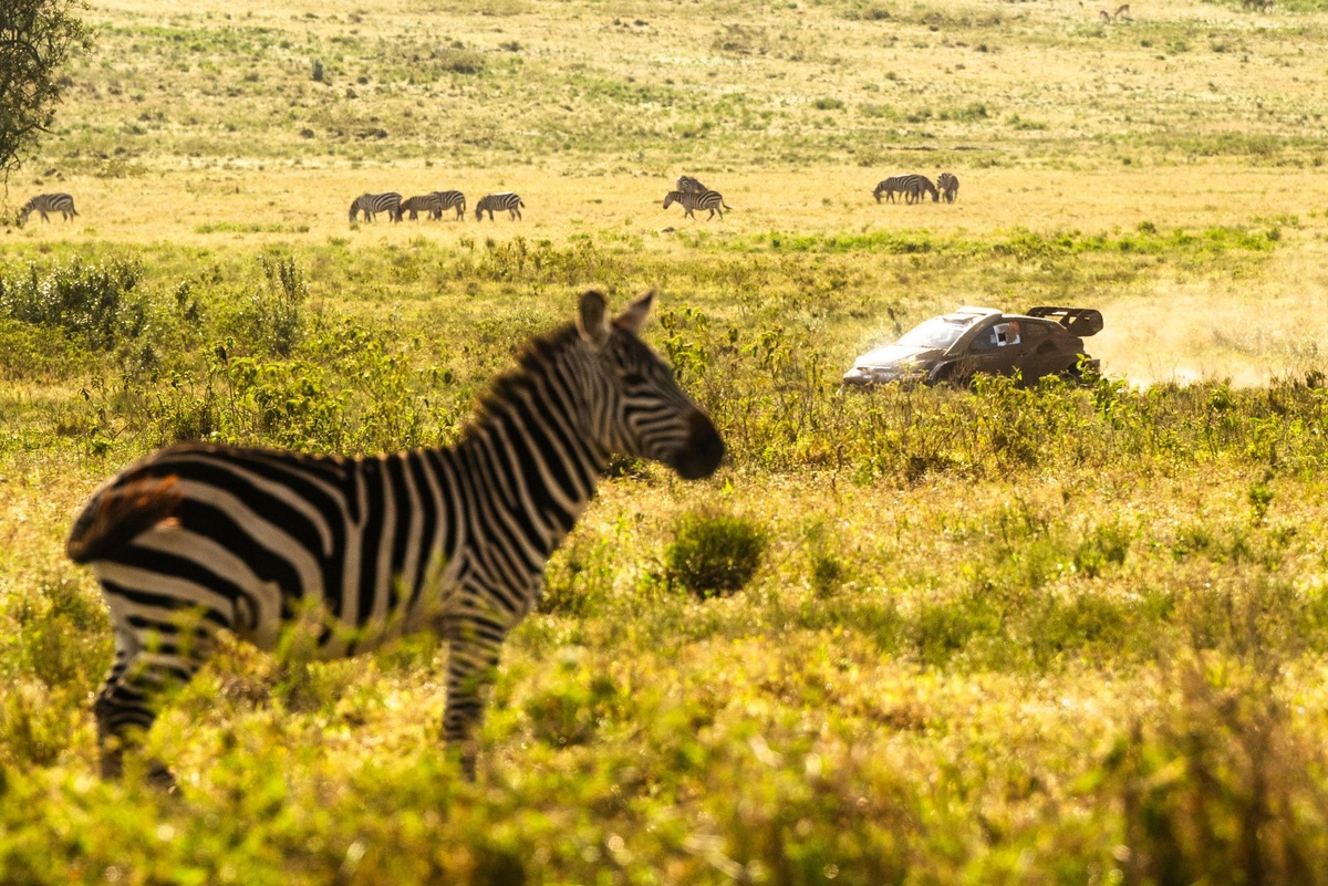Safari Rally 2026: Desafios e Estratégias para as Equipes
